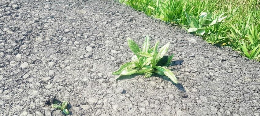 Asfaltarea în comuna Ulmi